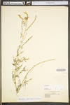 Melilotus officinalis