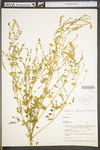 Melilotus officinalis