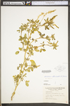 Melilotus officinalis