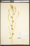 Melilotus officinalis