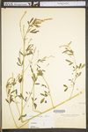 Melilotus officinalis