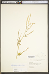 Melilotus officinalis