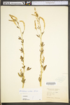 Melilotus officinalis