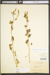 Melilotus officinalis