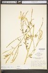 Melilotus officinalis