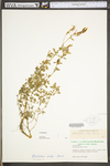 Melilotus officinalis