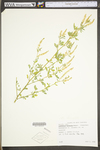 Melilotus officinalis