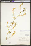 Melilotus officinalis