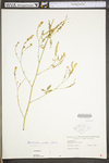 Melilotus officinalis