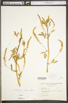 Melilotus officinalis