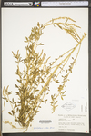 Melilotus officinalis