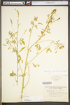 Melilotus officinalis