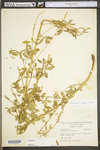 Melilotus officinalis