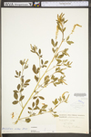 Melilotus officinalis