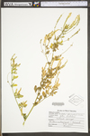 Melilotus officinalis