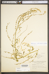 Melilotus officinalis