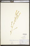 Melilotus officinalis