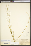 Melilotus officinalis