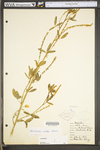 Melilotus officinalis