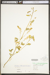 Melilotus officinalis