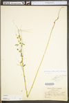 Melilotus officinalis