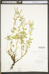 Melilotus officinalis