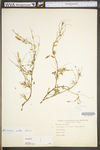 Melilotus officinalis