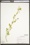 Melilotus officinalis