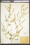 Melilotus officinalis