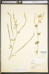 Melilotus officinalis