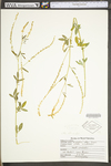 Melilotus officinalis