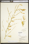 Melilotus officinalis