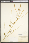 Melilotus officinalis