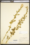 Melilotus officinalis