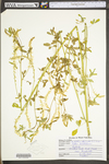 Melilotus officinalis