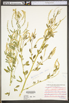 Melilotus officinalis