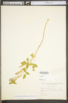 Melilotus officinalis