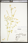 Melilotus officinalis