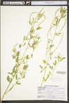 Melilotus officinalis