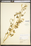 Melilotus officinalis