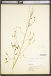 Melilotus officinalis