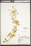 Melilotus officinalis