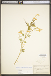 Melilotus officinalis