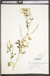 Melilotus officinalis