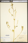 Melilotus officinalis