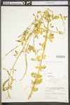 Melilotus officinalis