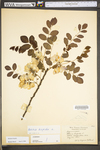 Robinia hispida