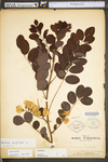 Robinia hispida