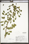 Robinia hispida