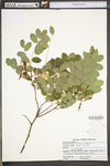 Robinia hispida